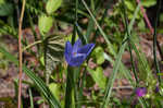 Prairie pleatleaf